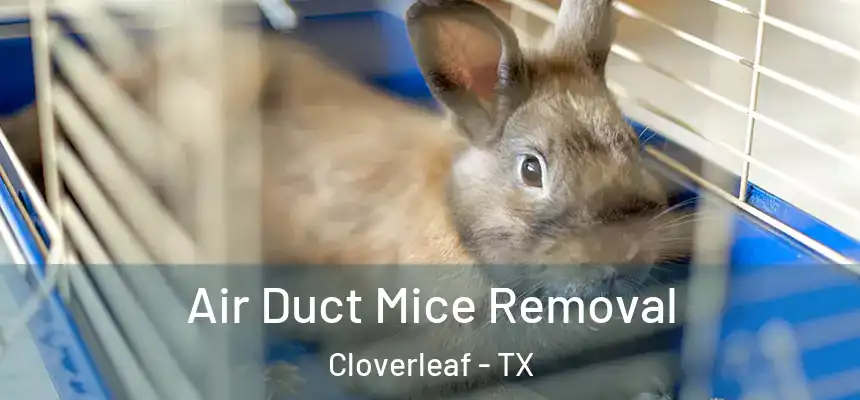  Air Duct Mice Removal Cloverleaf - TX